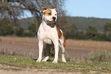 AMSTAFF ADULT 143